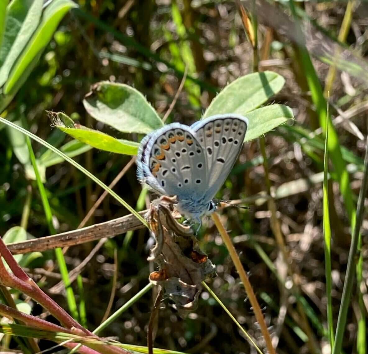 Karner Blue Butterfly Partnership AdamsColumbia Electric Cooperative